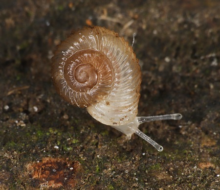 Geribde jachthorenslak (Vallonia costata)